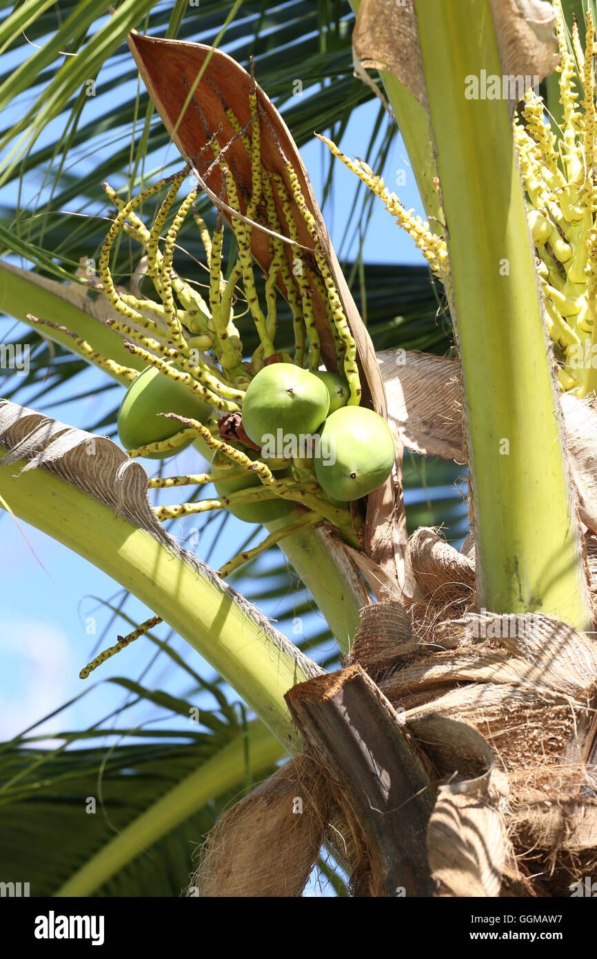 Cocoanut Kokosnuss Baum im Garten Thailand, diese Pflanze von Palm und überall in den Tropen am Meer. Stockfoto