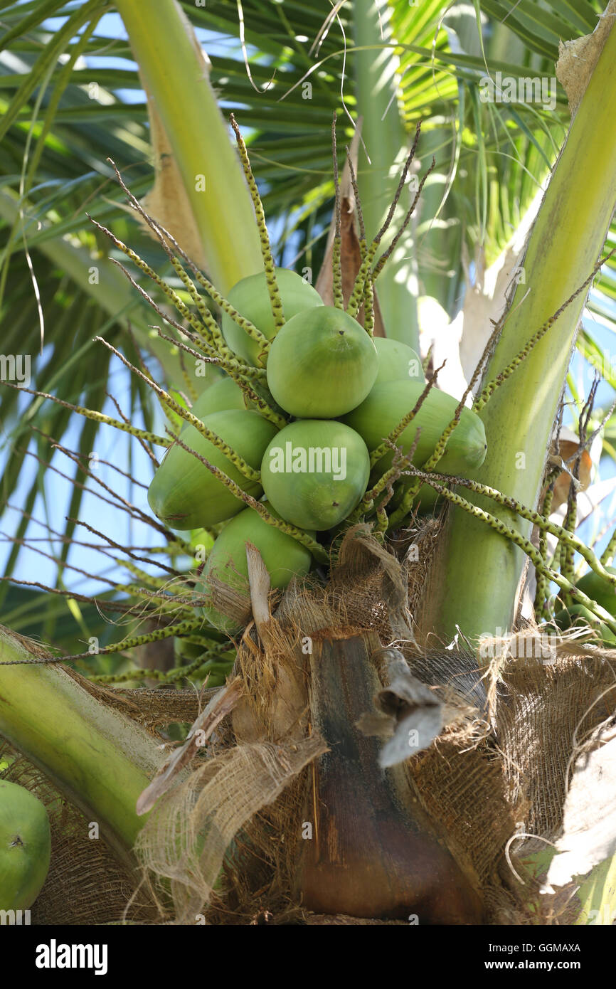 Cocoanut Kokosnuss Baum im Garten Thailand, diese Pflanze von Palm und überall in den Tropen am Meer. Stockfoto