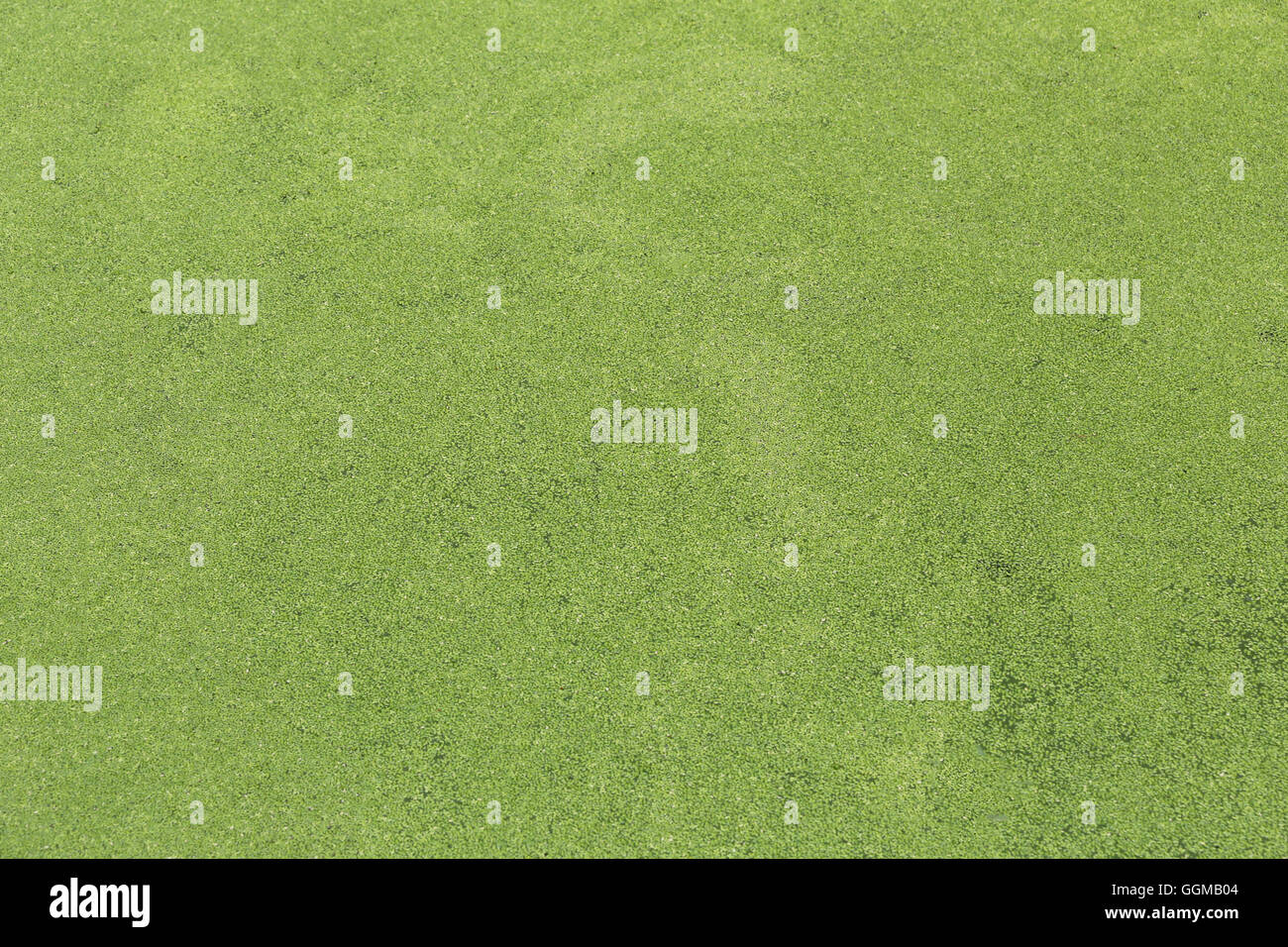 grünen Rasen in der Grünanlage für den Natur-Hintergrund. Stockfoto