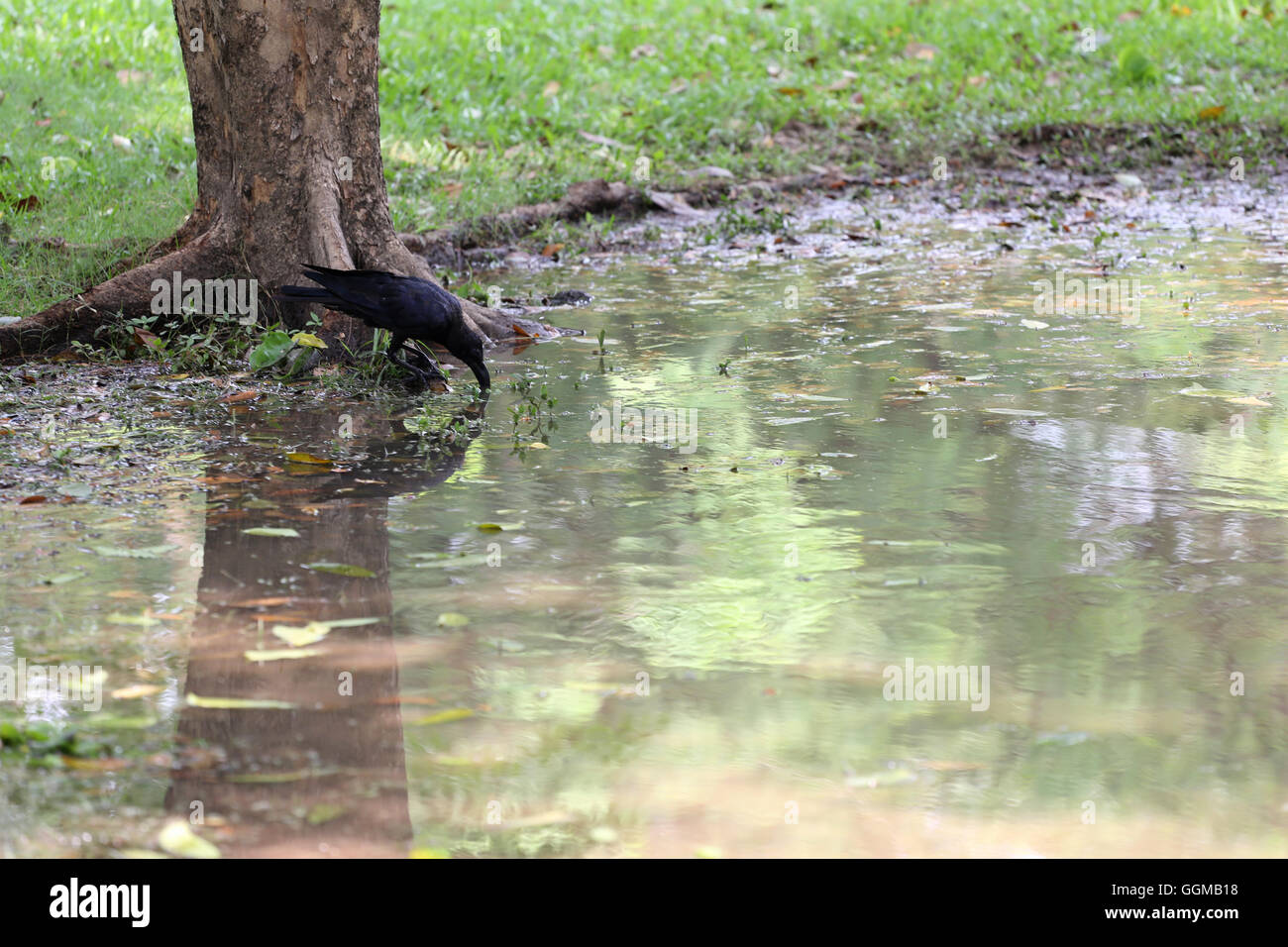 Crow oder DAW auf Flachland des Volkspark stehen und die Lebensmittel suchen. Stockfoto