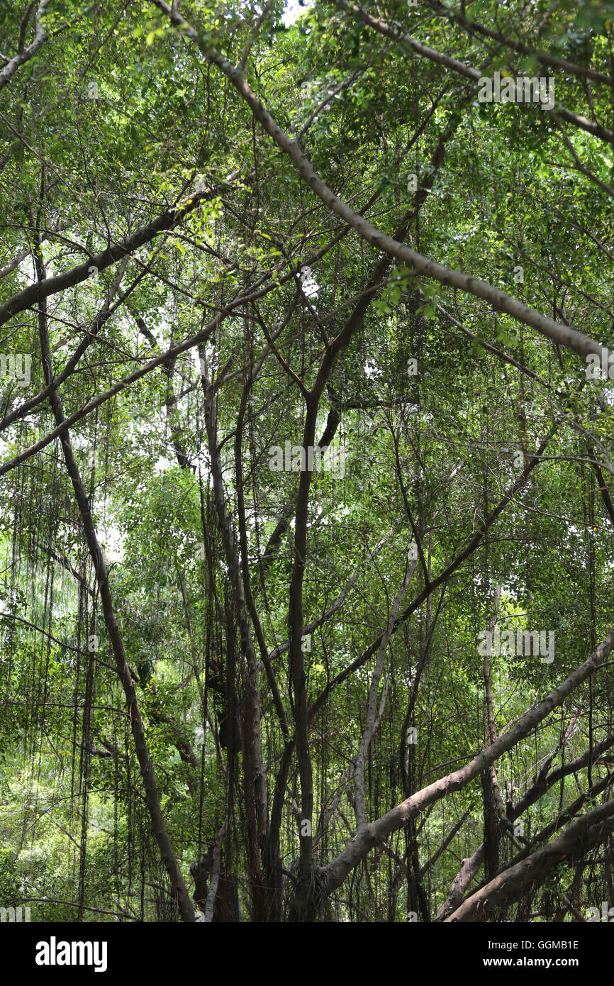 Zweig der Banyan-Baum im öffentlichen Park für Design-Natur-Hintergrund. Stockfoto