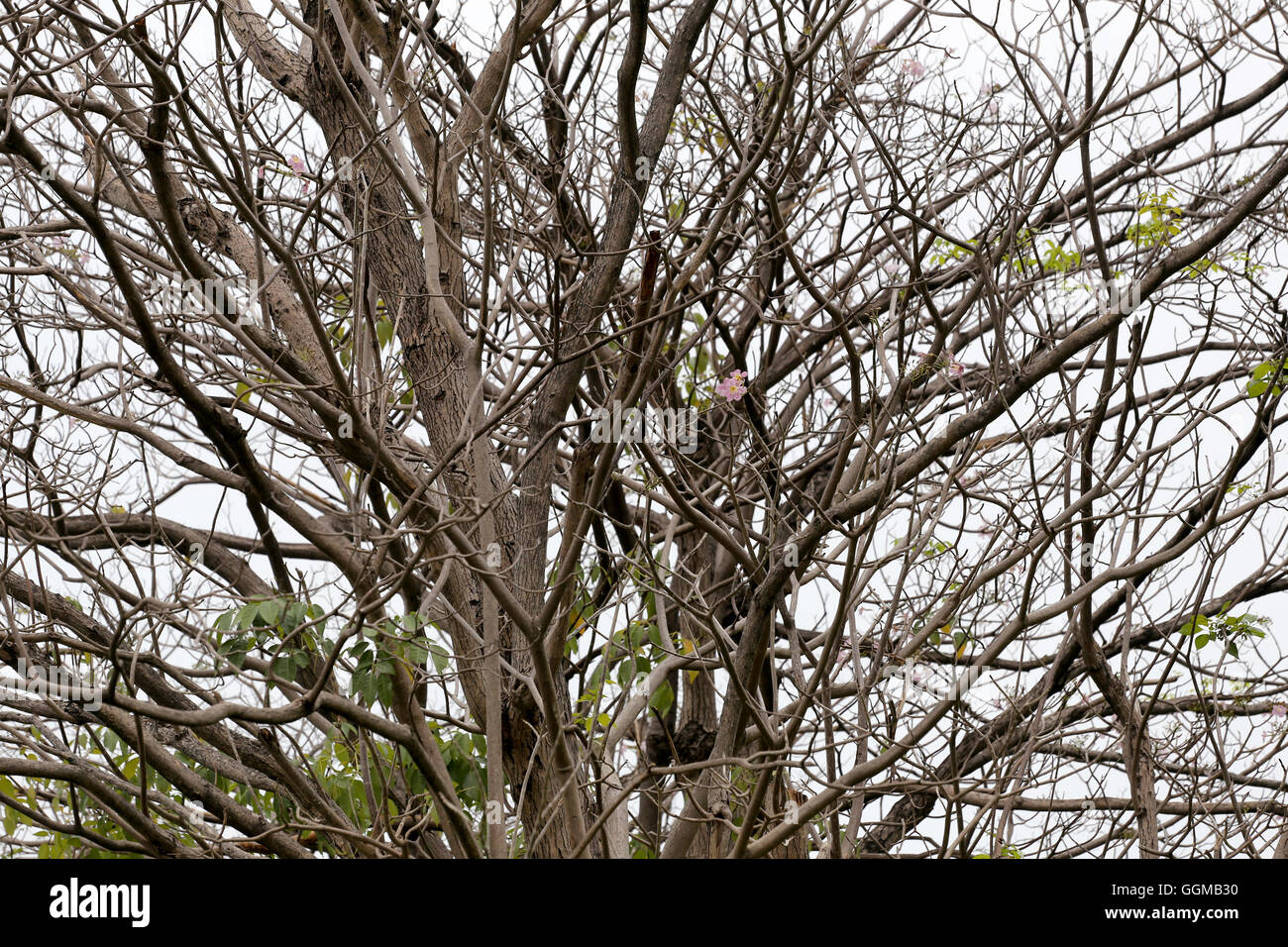 Zweige von Laubbäumen im tropischen Wald auf dem weißen Hintergrund. Stockfoto