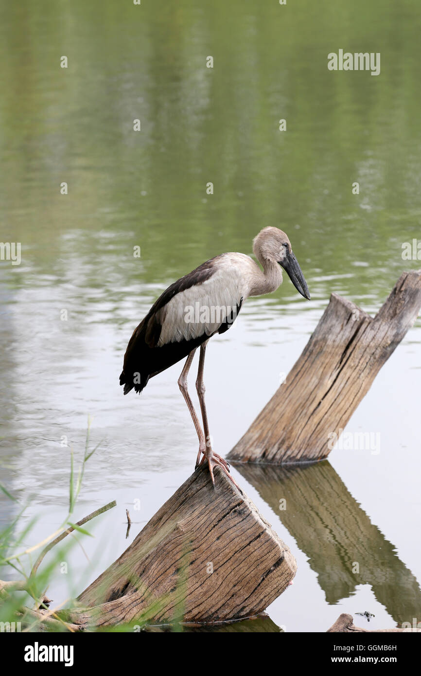 Reiher oder Pelikane stehend auf Holz von öffentlichen Park und die Lebensmittel suchen. Stockfoto