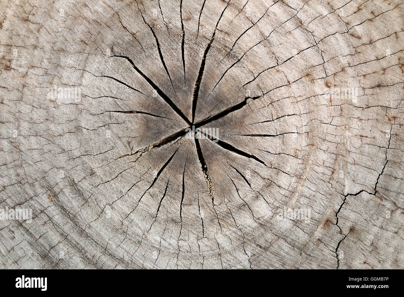 Scheibe aus einer Tanne alten Holzstruktur für Hintergrund Design Natur. Stockfoto