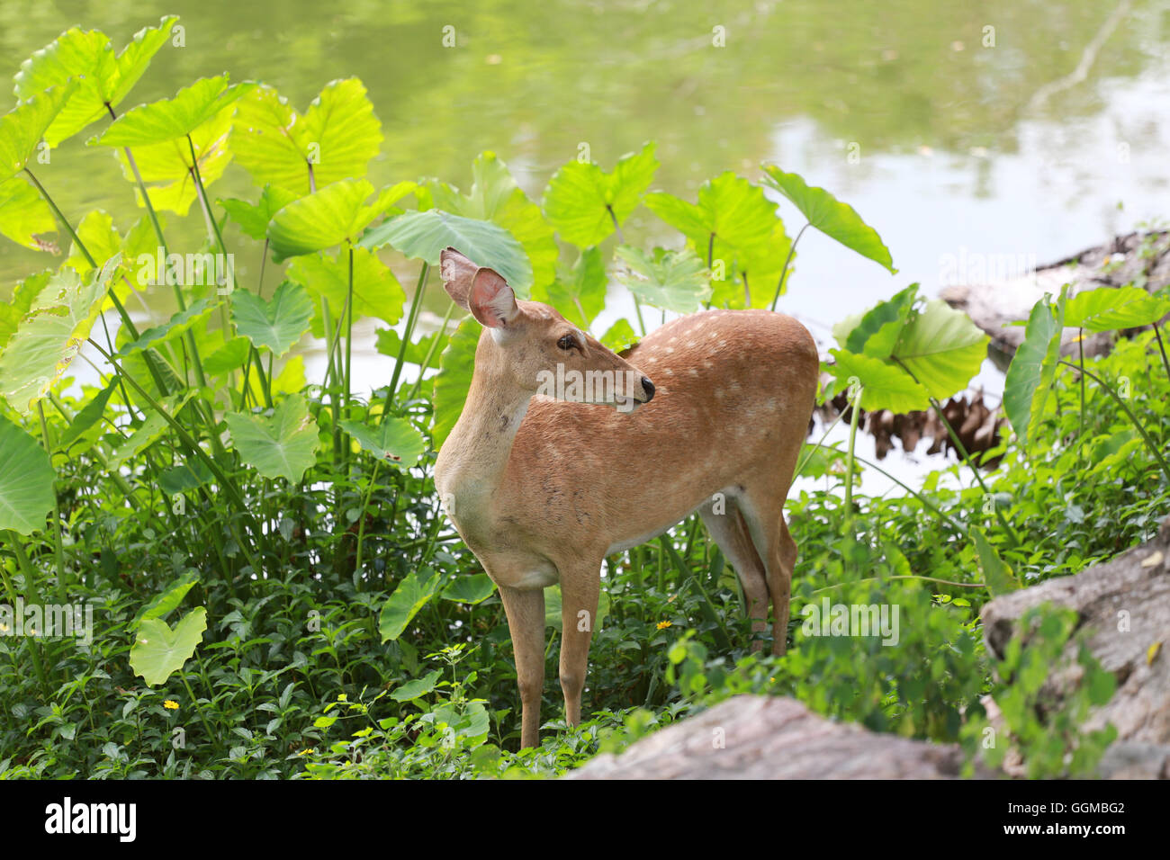 Reh im teich Fotos und Bildmaterial in hoher Auflösung Alamy
