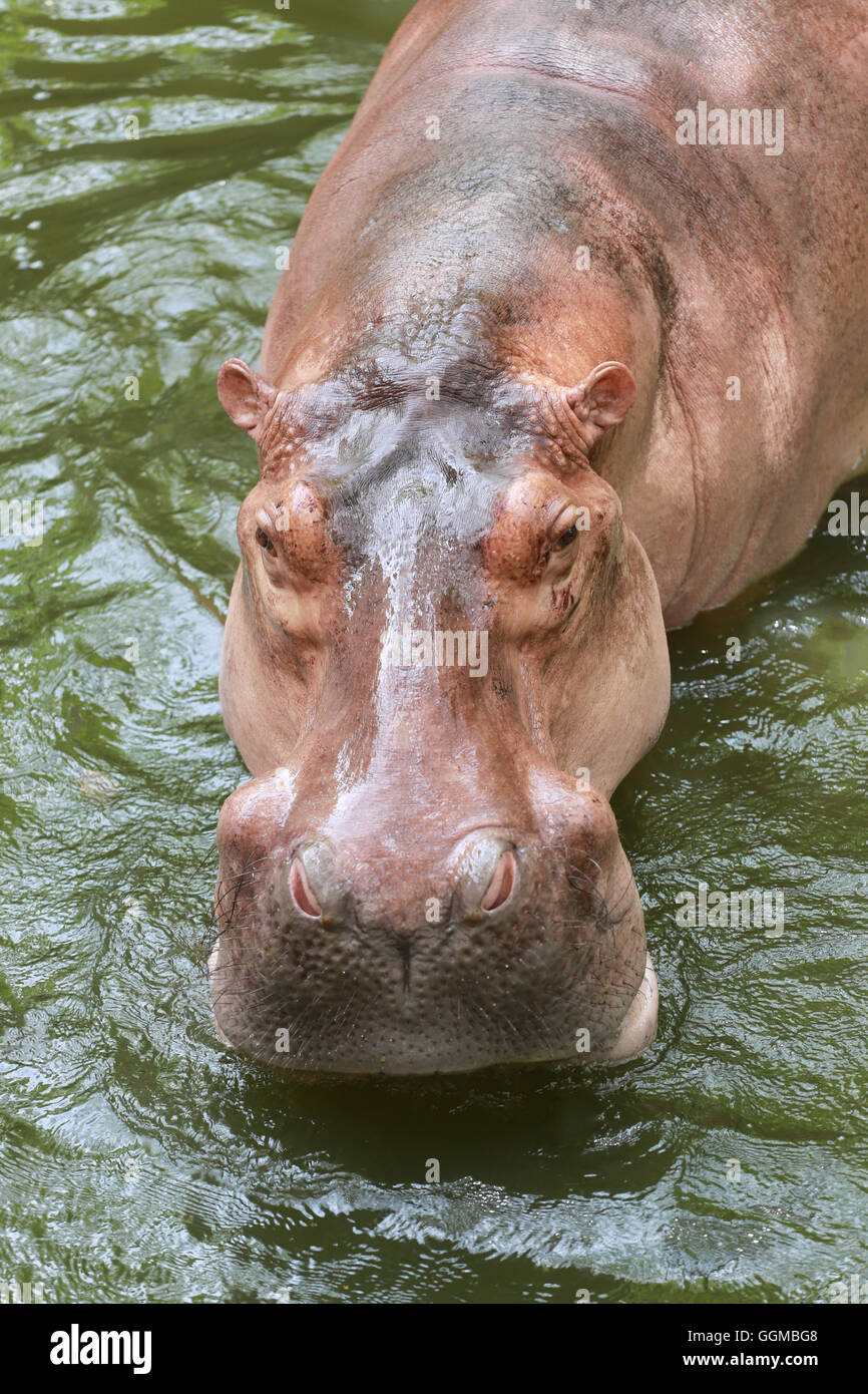 Nilpferd, einweichen Wasser die Tierwelt Tiere in Afrika. Stockfoto
