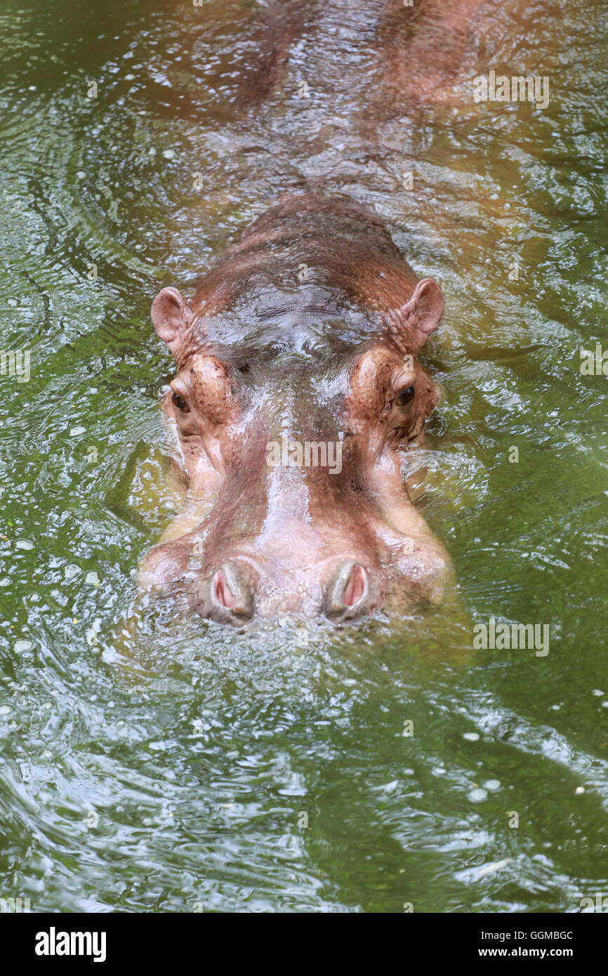 Nilpferd, einweichen Wasser die Tierwelt Tiere in Afrika. Stockfoto