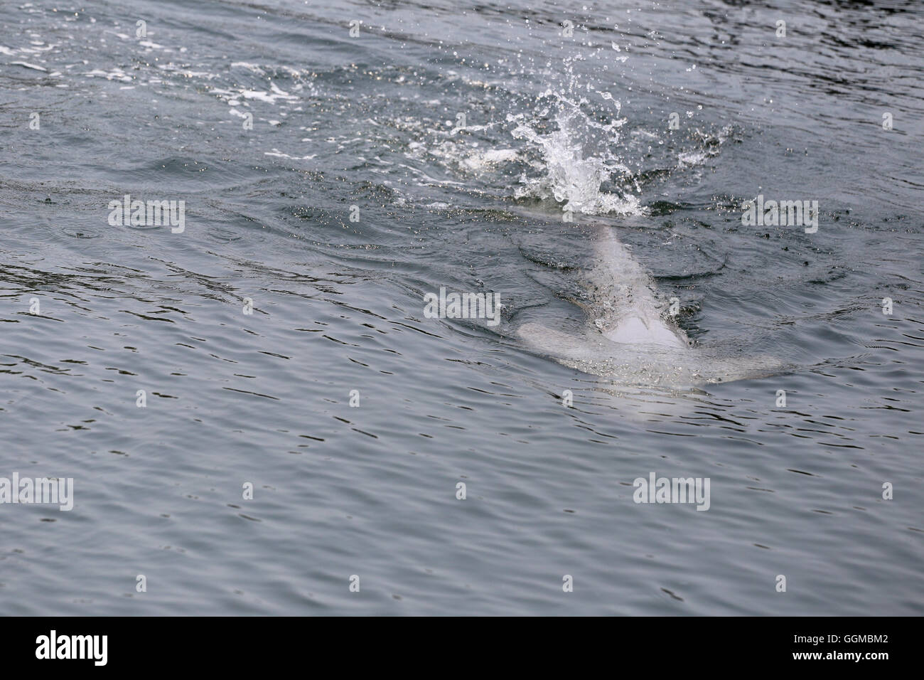 Delphine ist Wasser schwimmen, im Meer für die tierischen Design-Hintergrund. Stockfoto