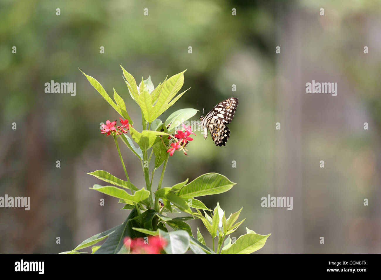 Tropisches Insekt Schmetterling thront auf einer Baumkrone im öffentlichen Park, den Nektar aus zu finden und Pollen. Stockfoto