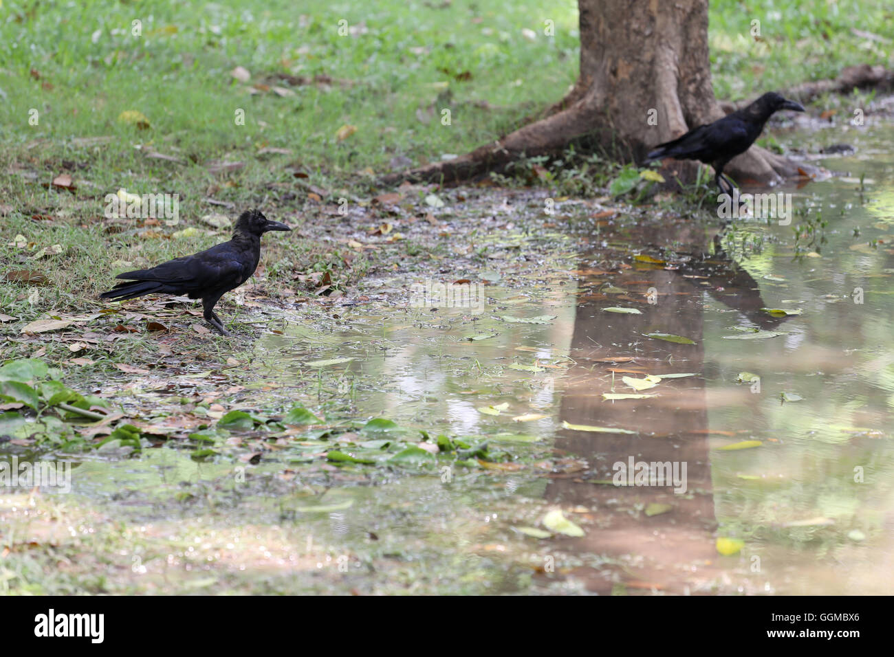 Crow oder DAW auf Flachland des Volkspark stehen und die Lebensmittel suchen. Stockfoto