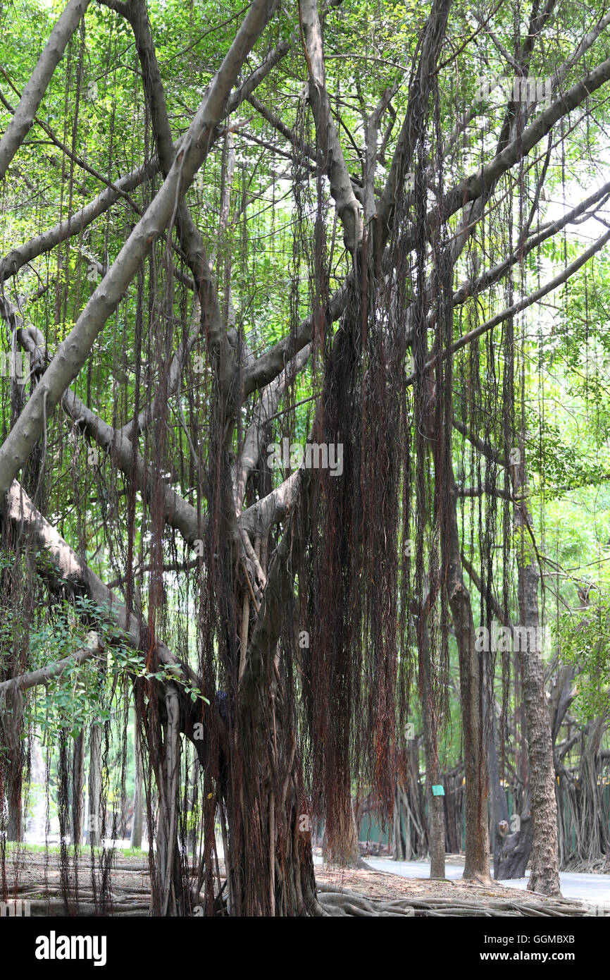 Zweig der Banyan-Baum im öffentlichen Park für Design-Natur-Hintergrund. Stockfoto