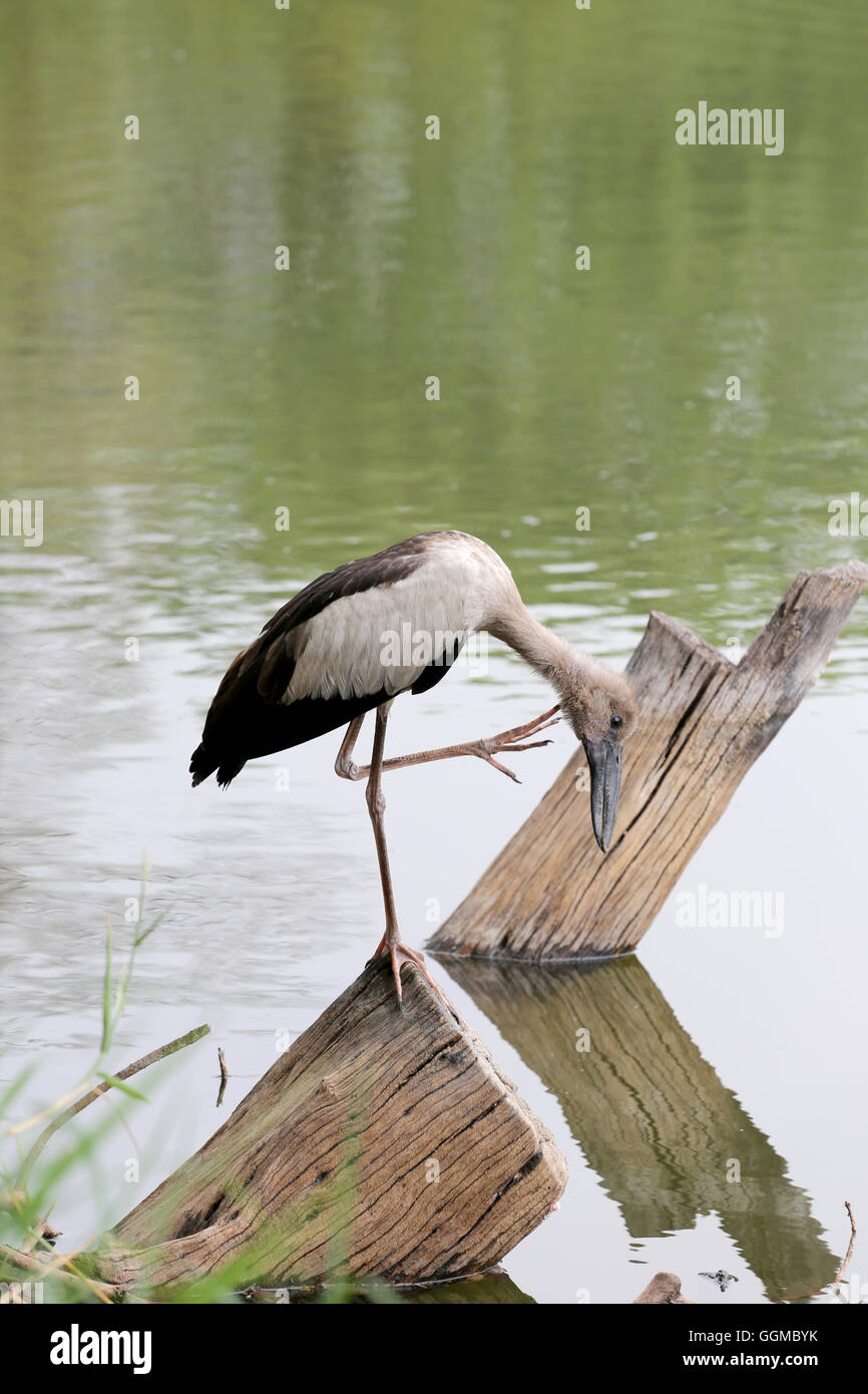 Reiher oder Pelikane stehend auf Holz von öffentlichen Park und die Lebensmittel suchen. Stockfoto