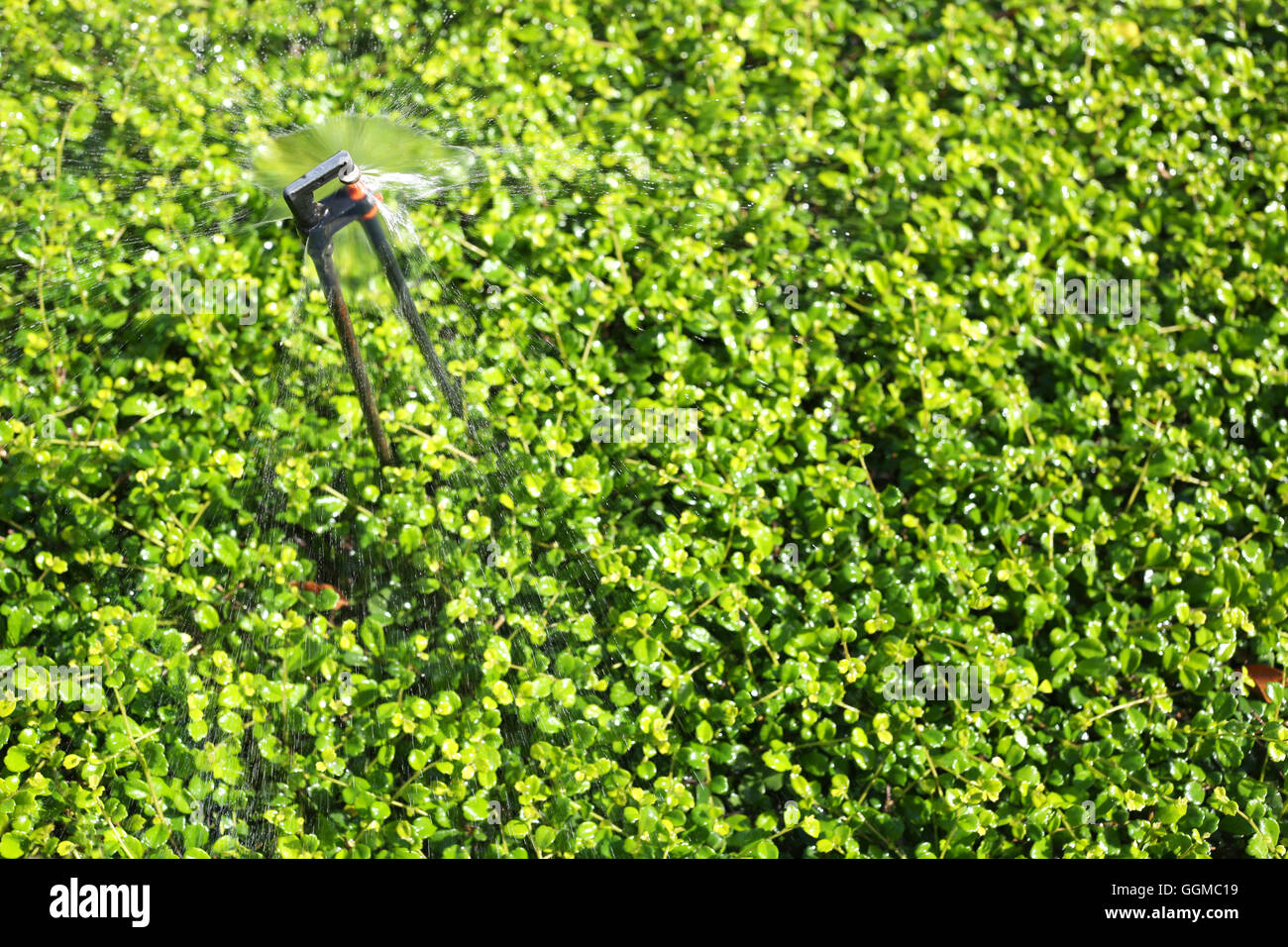 Springer läuft Ausbreitung Wasser, grüne Zierbaum im öffentlichen Park für Natur Hintergrund. Stockfoto