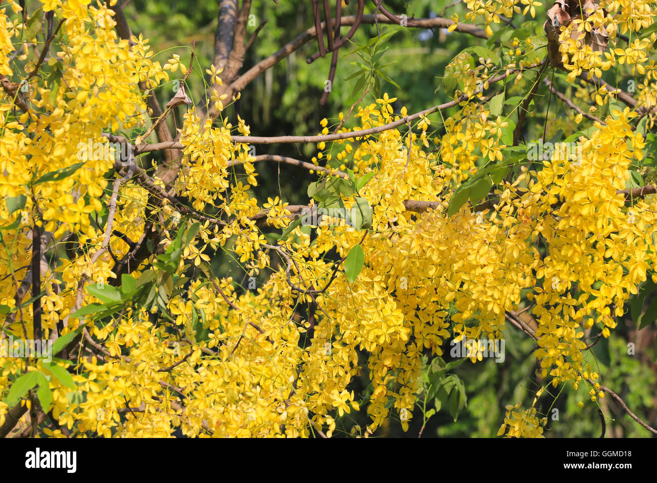 Cassia Fistula oder Golden Shower Blüte am Baum im Garten, sind In Thailand benannt Ratchaphruek ist. Stockfoto