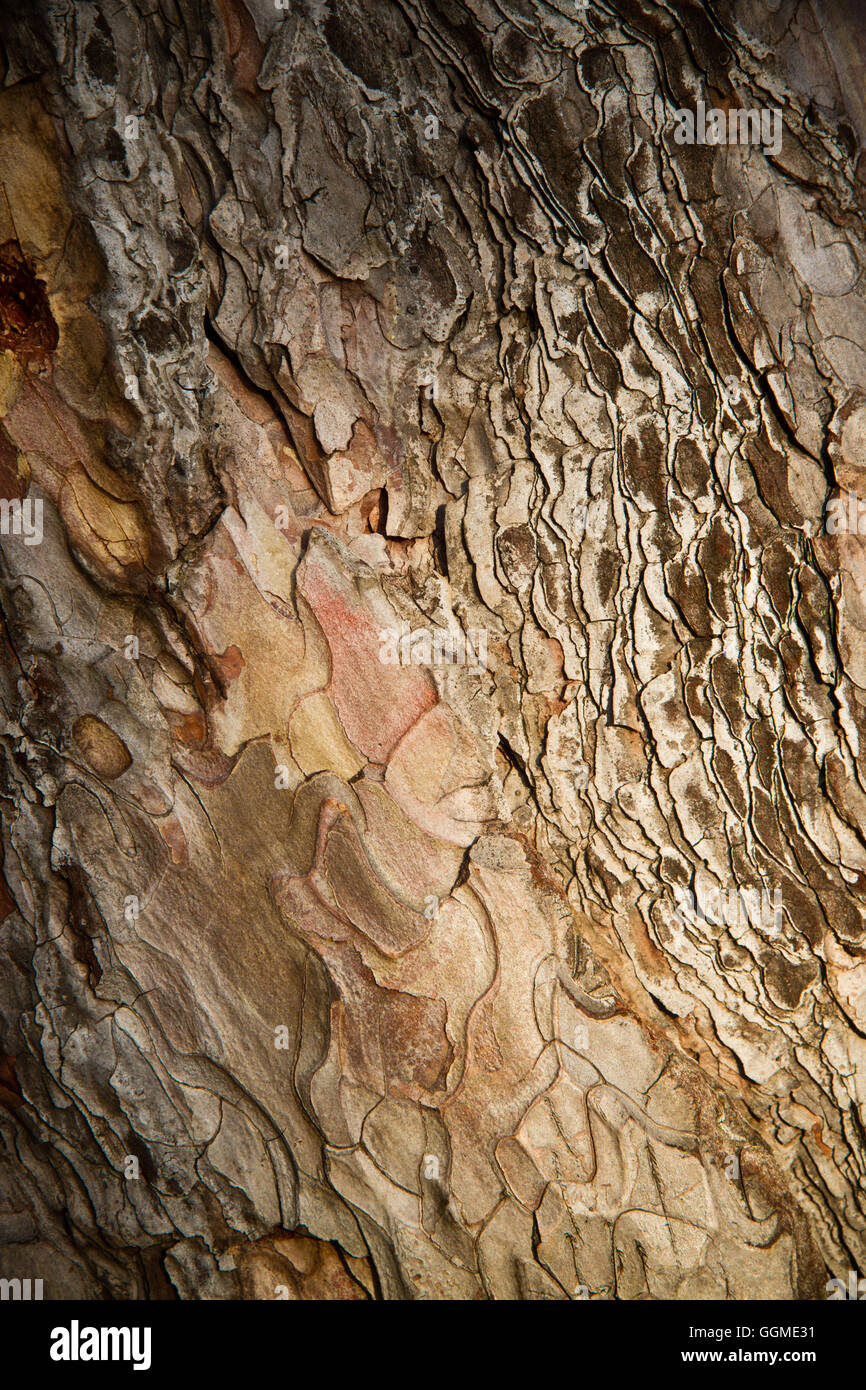 Rinde eines Baumes als natürlichen hellen Hintergrund Stockfoto