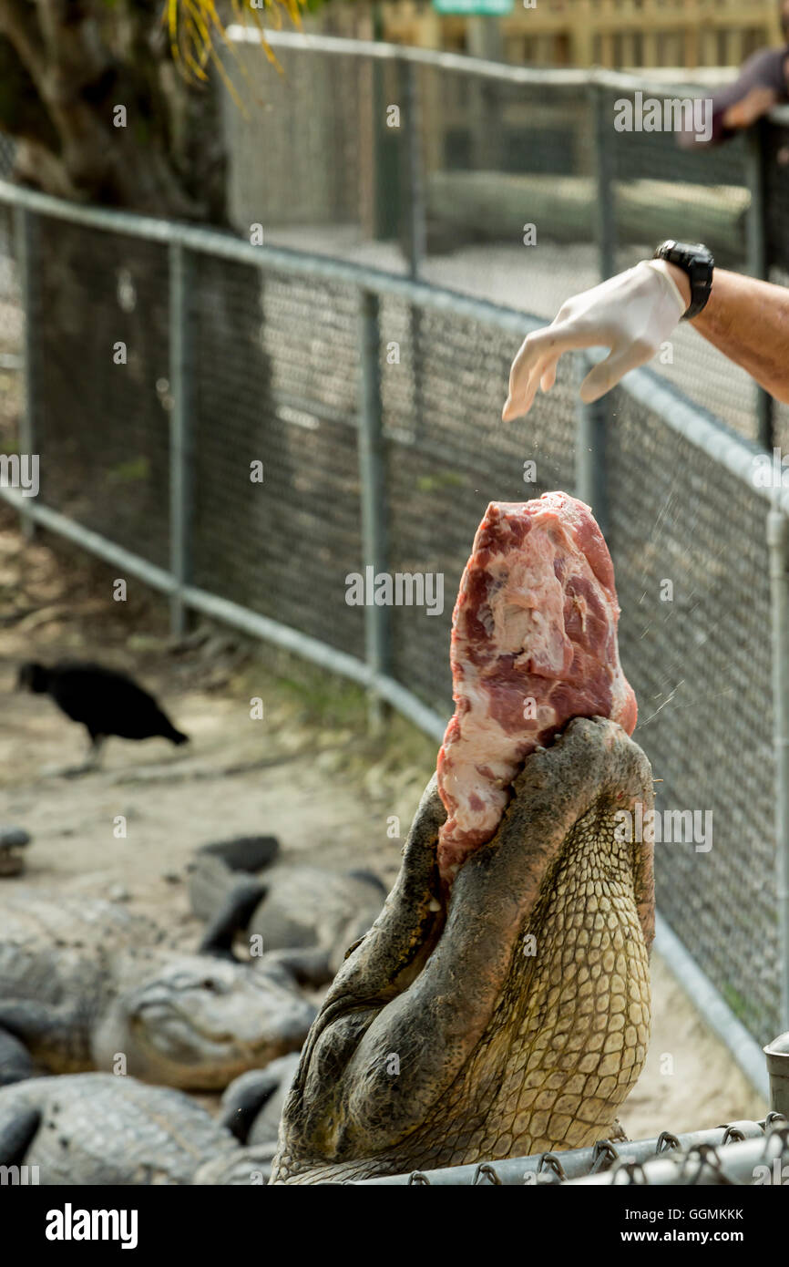 Fütterung der vielen hungrigen Alligatoren, Florida. Everglades. Stockfoto