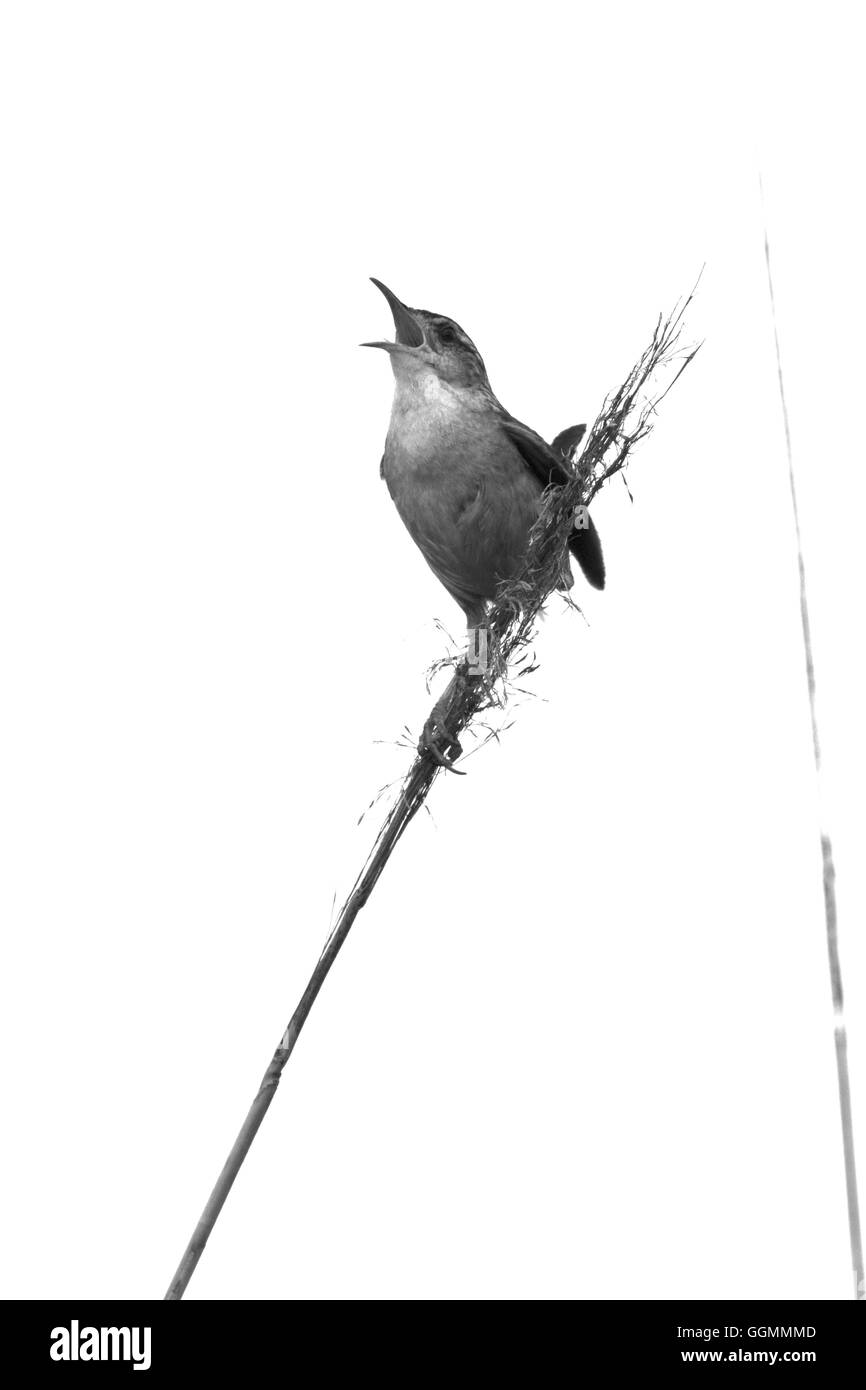 Ein singender Vogel auf ein Rohr in schwarz und weiß. DeKorte Park, Lyndhurst, NJ, USA Stockfoto