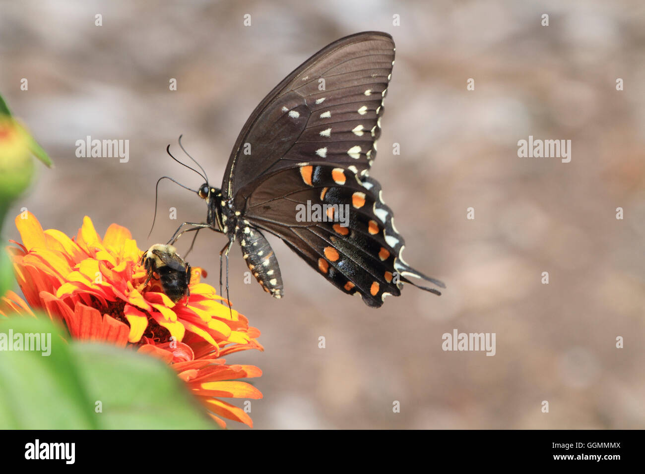 Ein östlichen schwarzen Schwalbenschwanz-Schmetterling Papilio Polyxenes, Fütterung auf eine Blume in einem Park in Verona, NJ, USA Stockfoto