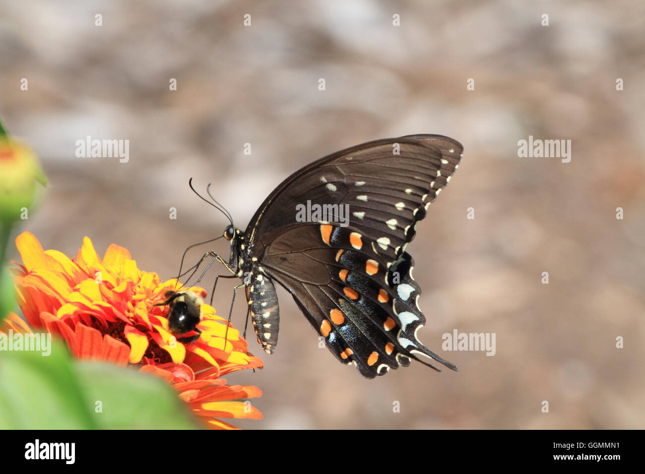 Ein östlichen schwarzen Schwalbenschwanz-Schmetterling Papilio Polyxenes, Fütterung auf eine Blume in einem Park in Verona, NJ, USA Stockfoto