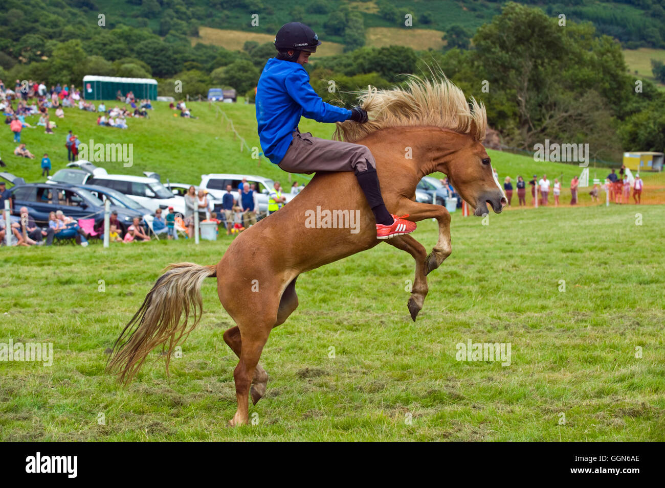 Llanthony Show, in der Nähe von Abergavenny, Monmouthshire, South Wales, UK. 6. August 2016. VEREINIGTES KÖNIGREICH. Eines der letzten Länder zeigt im Vereinigten Königreich noch Funktion Rodeo Reiten wo ungebrochen Welsh Ponys Hügel gebracht von den schwarzen Bergen zu sehen, welche Fahrer bleiben kann am längsten. Mitbewerber kamen aus Devon & Cornwall gegen lokalen Fahrer anzutreten. Bildnachweis: Jeff Morgan/Alamy Live-Nachrichten Stockfoto