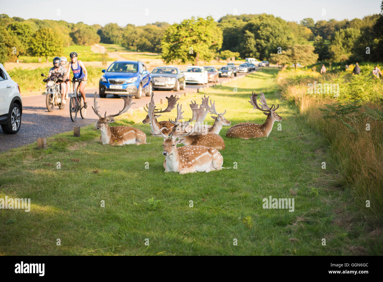 Richmond Park/London, UK, 6. August 2015. Reh im Richmond Park ruhig in der Nachmittagssonne trotz schwere Verkehrsstaus, UK. Bildnachweis: Toby Walker/Alamy Live-Nachrichten. Stockfoto