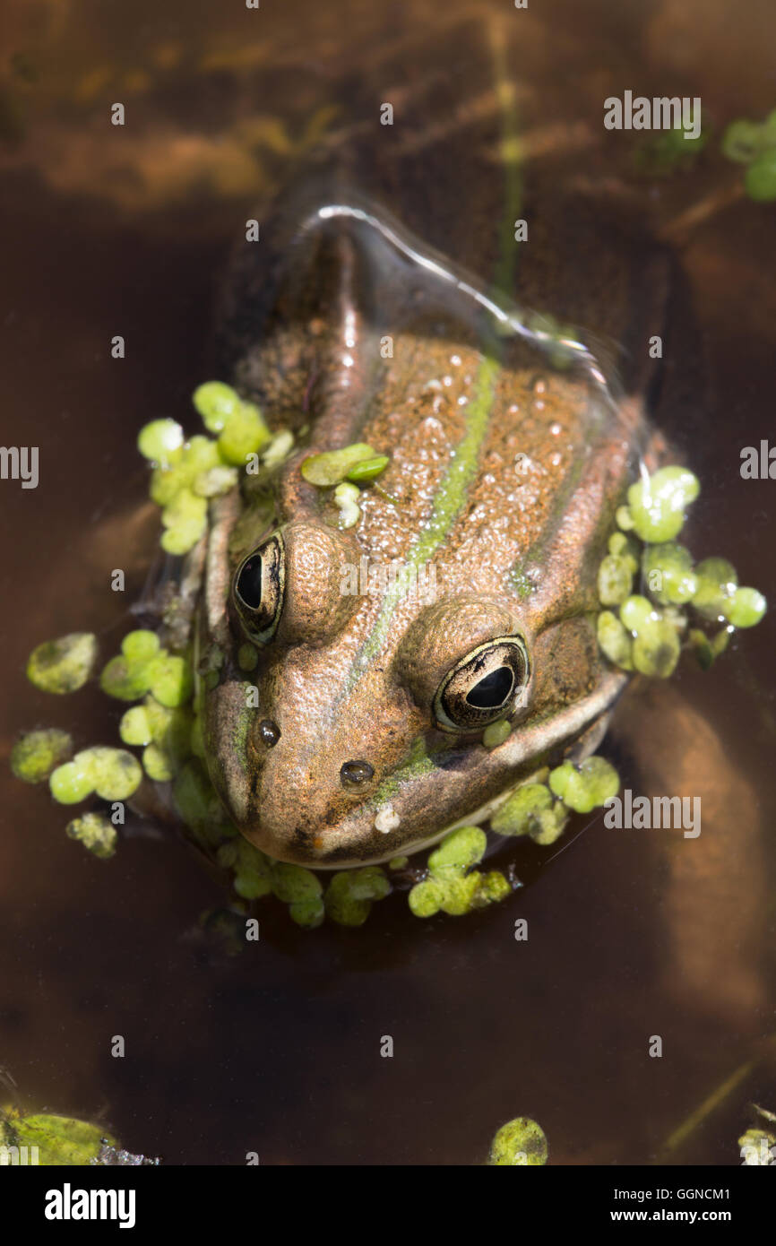 Nördlichen Pool Frosch (außer Lessonae). Stockfoto