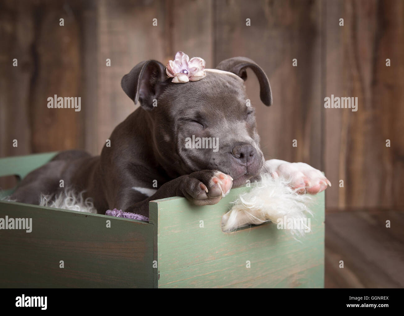 Pitbull Welpen Studio Umgebung schlafen Korb niedlich gekleidet Stockfoto