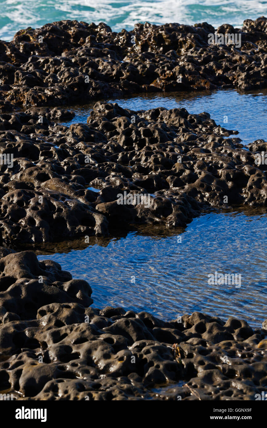 TIDE POOL entlang der pazifischen Küste im ANO NUEVO STATE PARK - CALIFORNIA Stockfoto