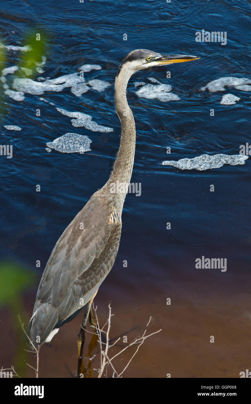 GROßE blaue Reiher sind häufig entlang der La Chua Trail im PAYNES PRAIRIE PRESERVE STATE PARK - GAINESVILLE, FLORIDA Stockfoto