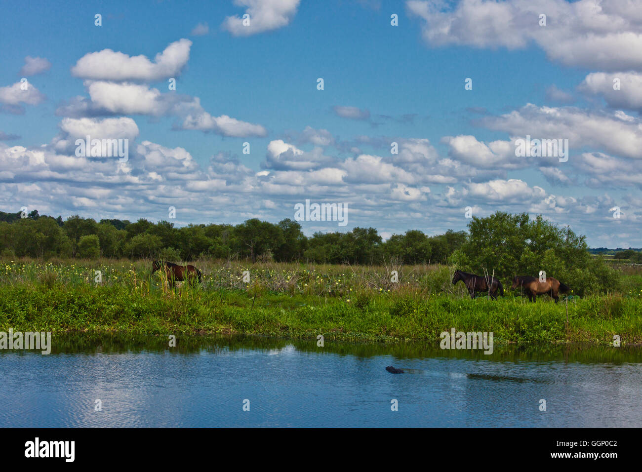 Pferde und Aligators entlang der La Chua Trail im PAYNES PRAIRIE PRESERVE STATE PARK - GAINESVILLE, FLORIDA Stockfoto