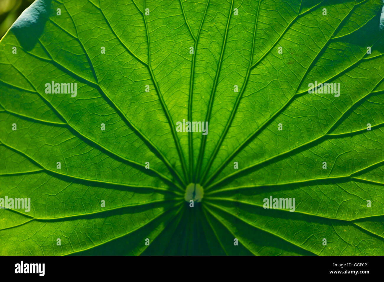 LOTUSBLUMEN blühen in der SWAMPalong La Chua Trail im PAYNES PRAIRIE PRESERVE STATE PARK - GAINESVILLE, FLORIDA Stockfoto