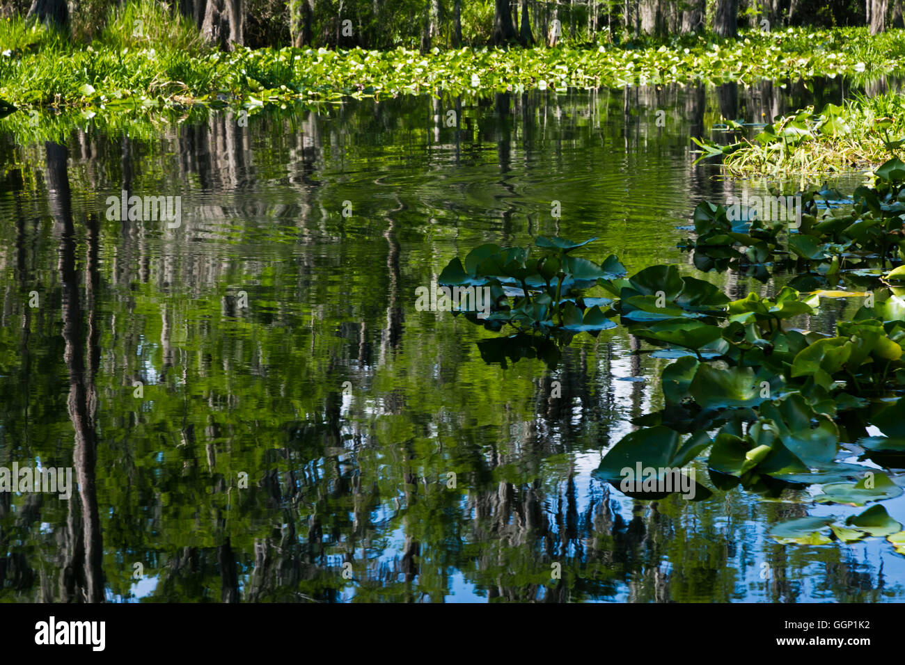 Das OKEFENOKEE SWAMP National Wildlife Refuge lässt sich per Boot auf dem SUWANNEE RIVER und seine Ableger - FLORIDA erkunden Stockfoto