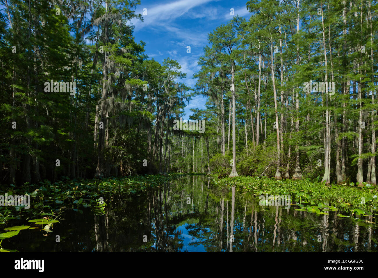 KAHLE Zypresse Bäume in den OKEFENOKEE SWAMP National Wildlife Refuge entlang des SUWANNEE RIVER - FLORIDA Stockfoto