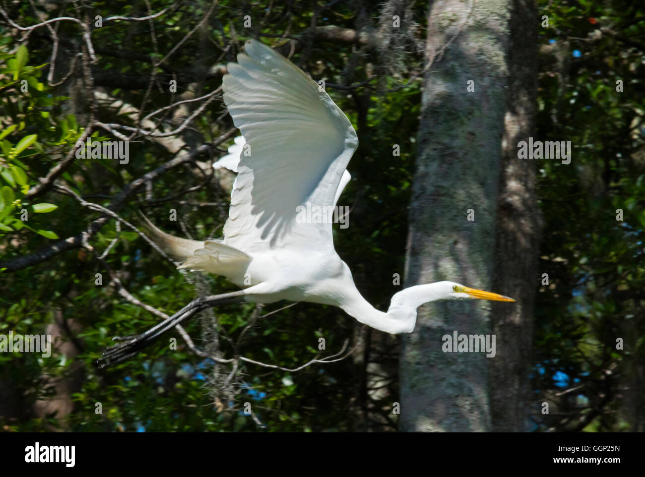 SILBERREIHER in den OKEFENOKEE SWAMP National Wildlife Refuge - FLORIDA Stockfoto