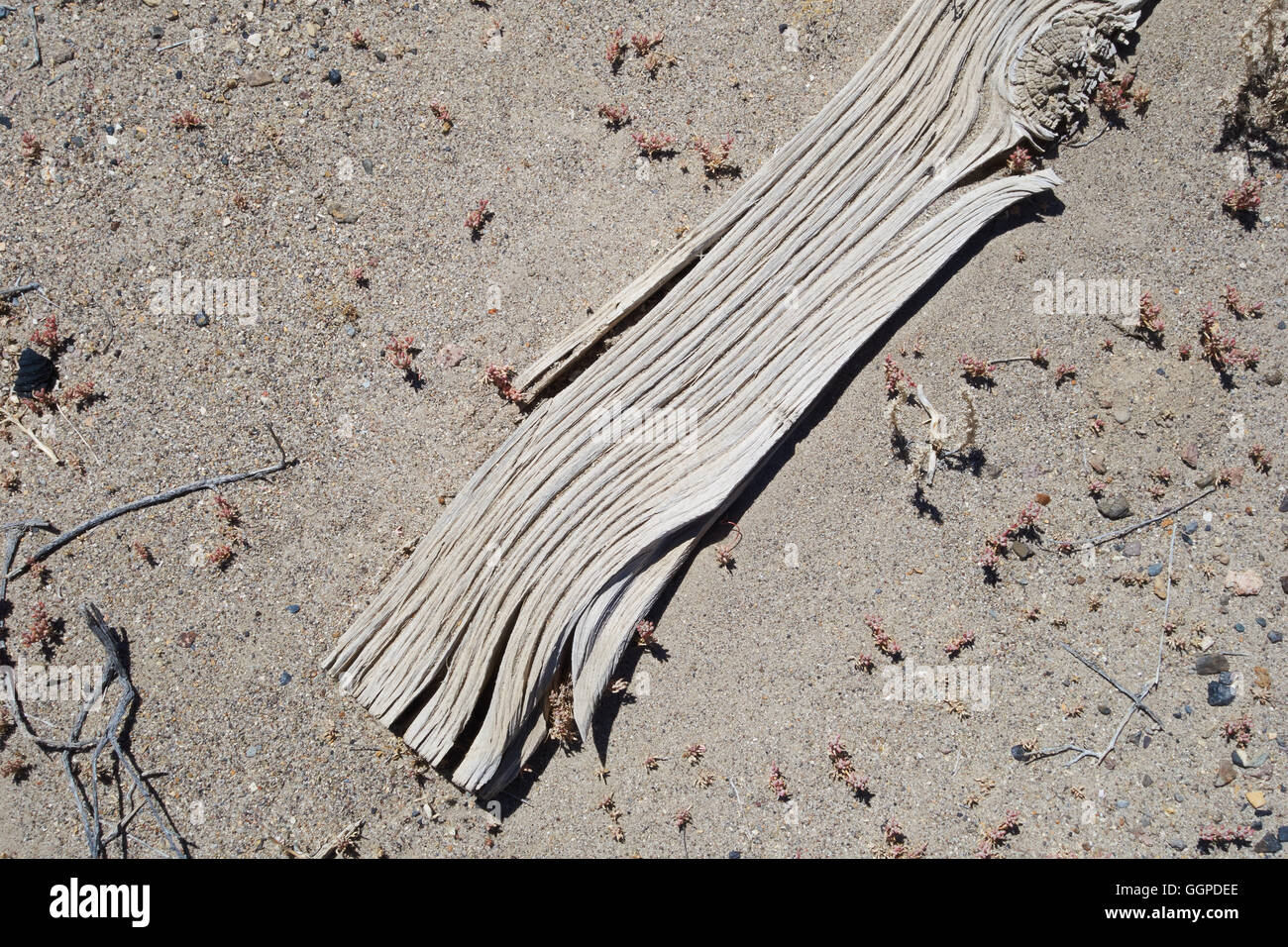 Plank aus Holz aus baufälligen Gebäude in der Wüste liegen. USA Stockfoto