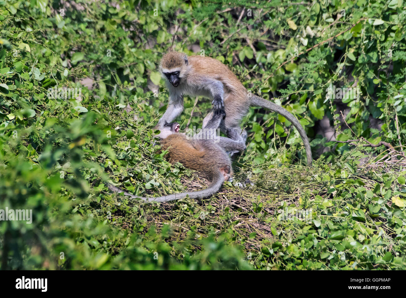 Tansania, Natron-See, Vervet Affen, Chlorocebus pygerythrus Stockfoto
