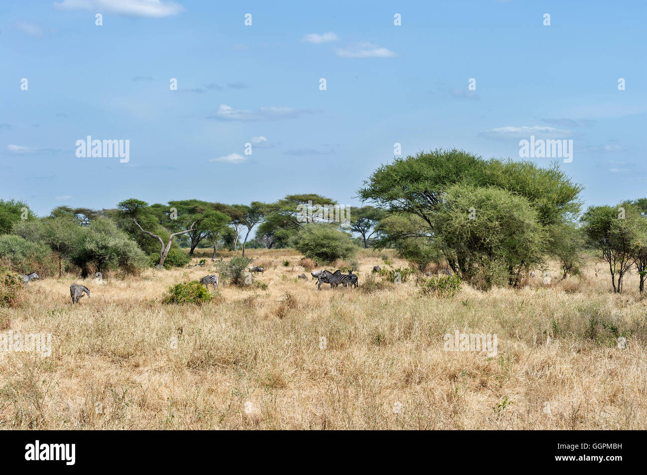 Tansania, Tarangire NP, die Umgebung des Parks Stockfoto