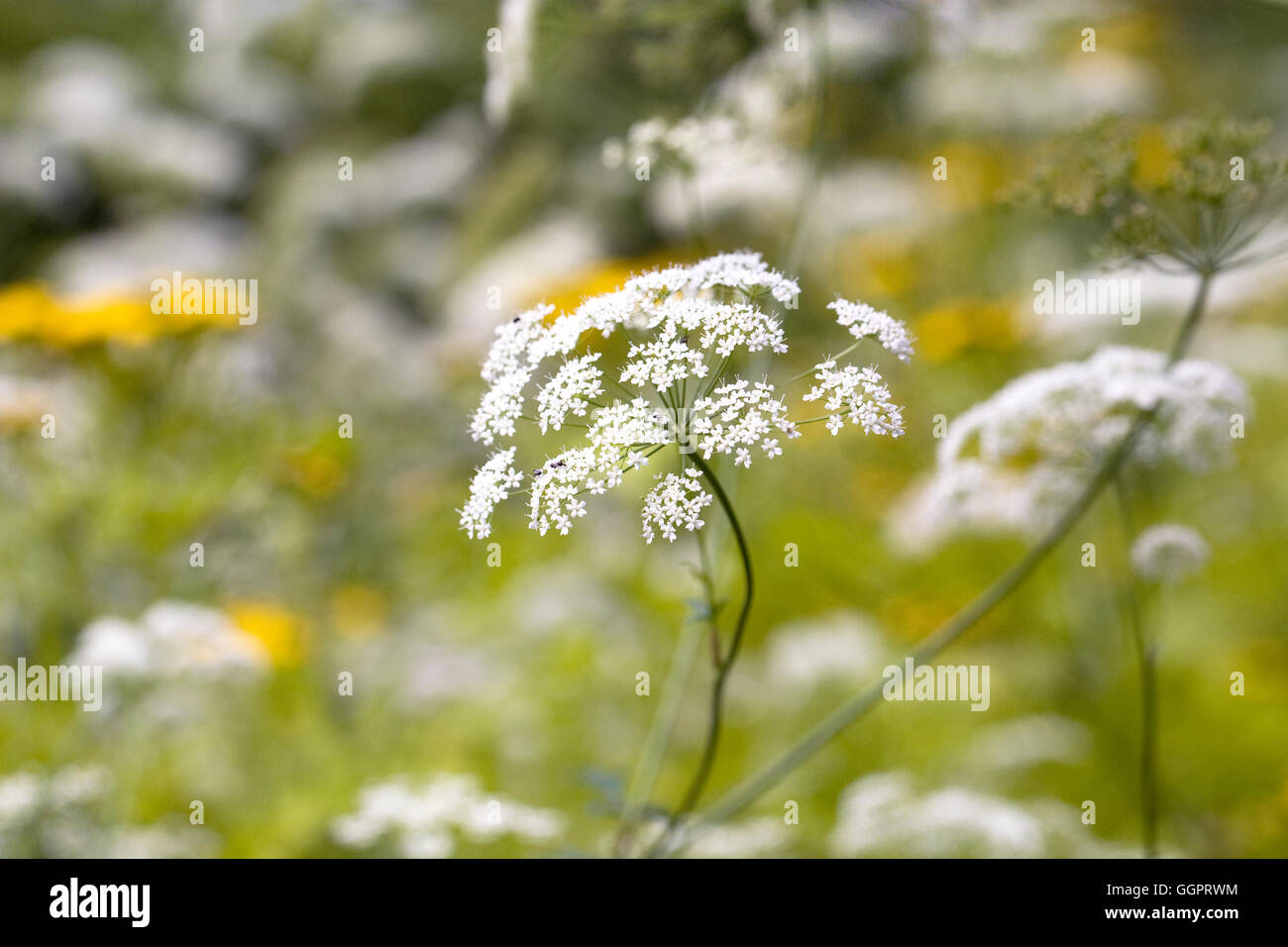 Ammi Majus Blumen, Stockfoto