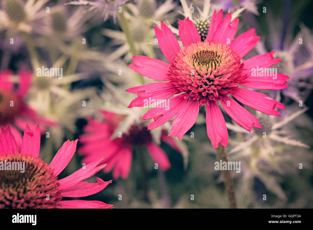 Echinacea Delicious Candy rosa Blütenblätter Heilpflanze pflanzliche Heilmittel für kalte Grippe in Hampton Court Flower Show Anzeige in Surrey Stockfoto
