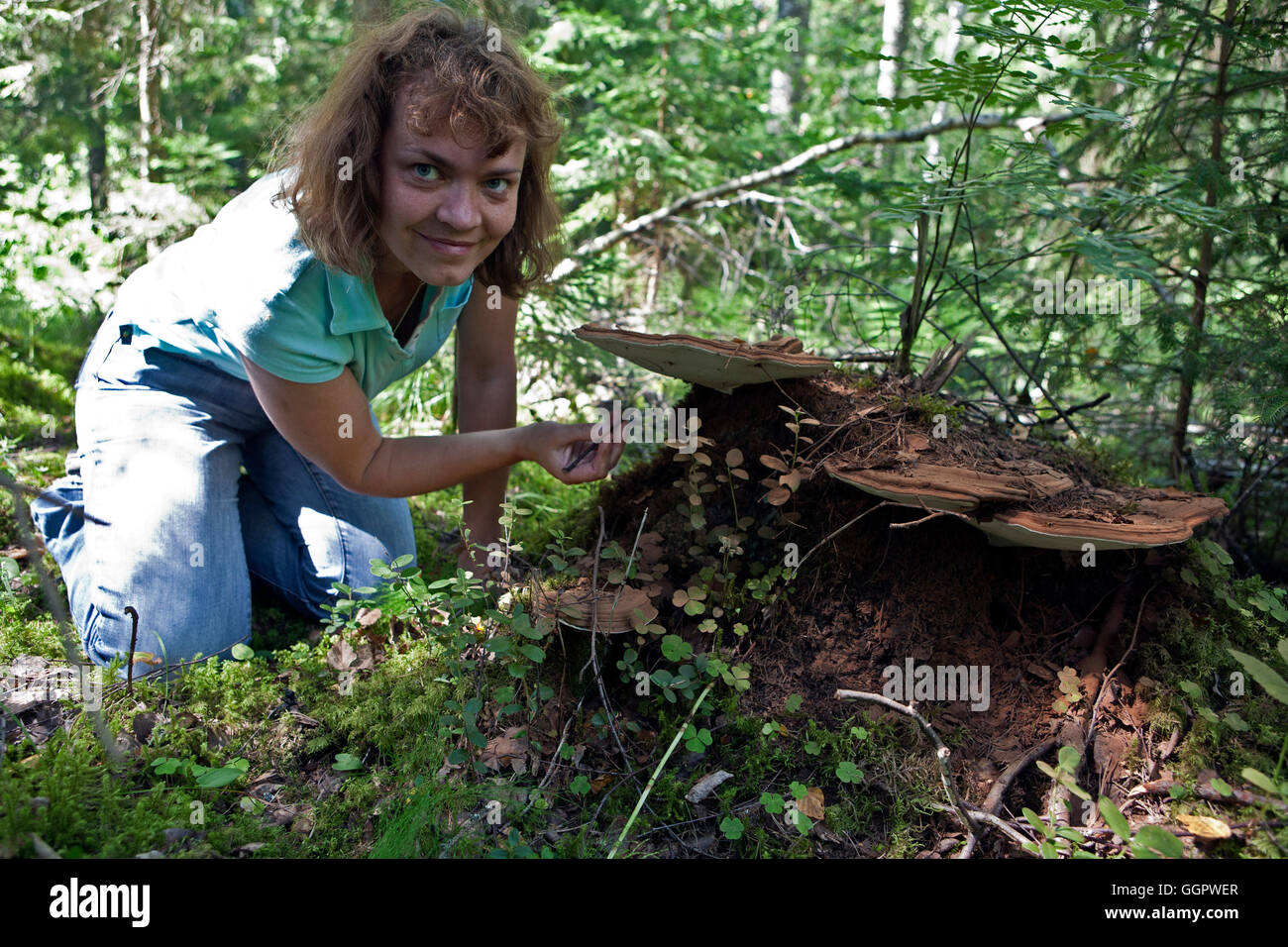 Biologen erforschen Ganoderma Applanatum Pilze im Gauja Nationalpark Vidzeme Lettland Stockfoto