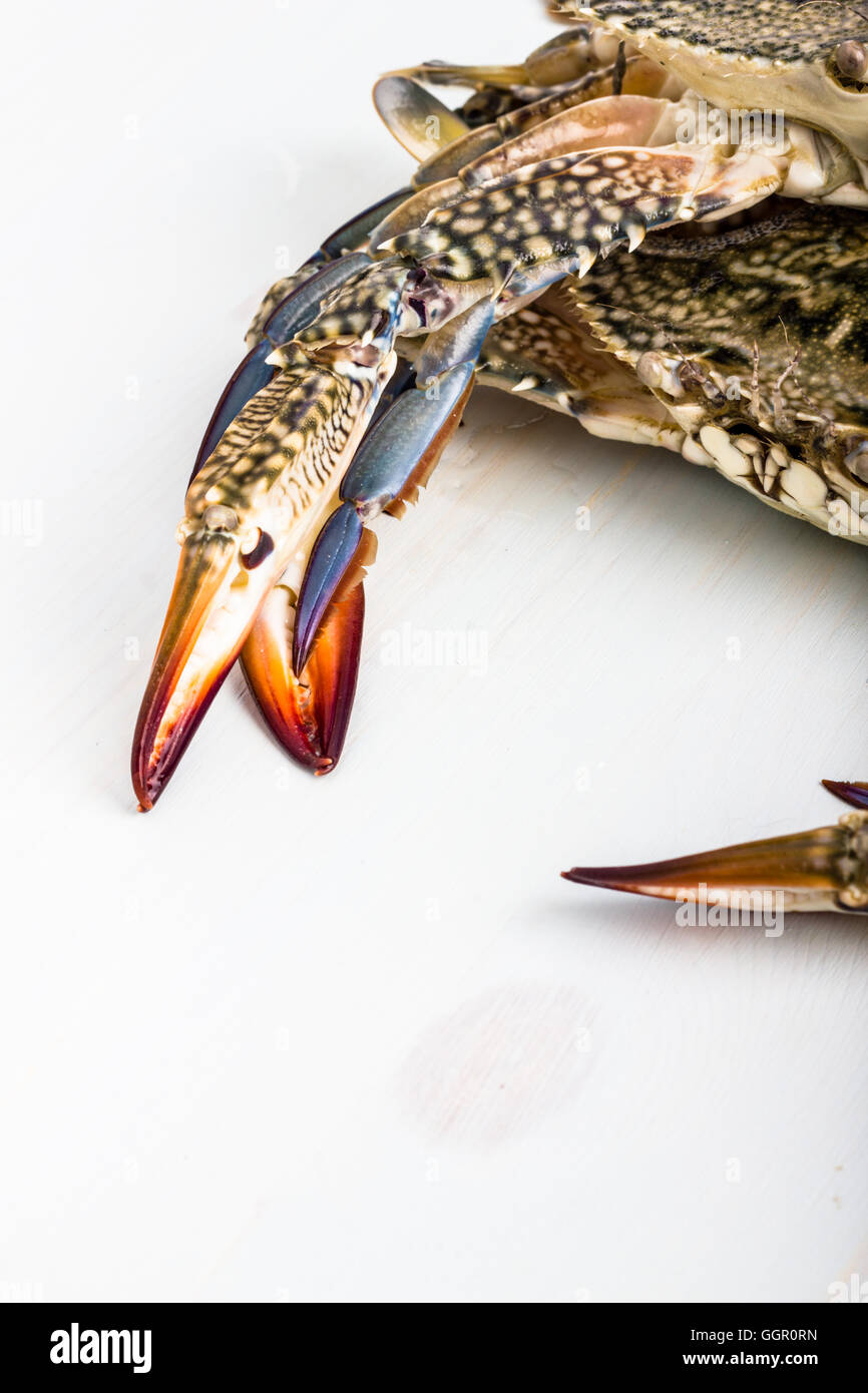 Frische blaue Krabbe isoliert auf weiss. Stockfoto