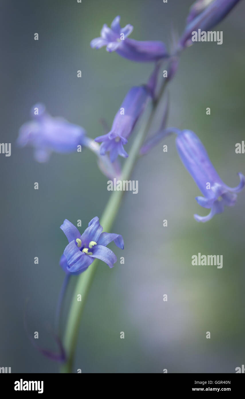 Bluebell Stockfoto