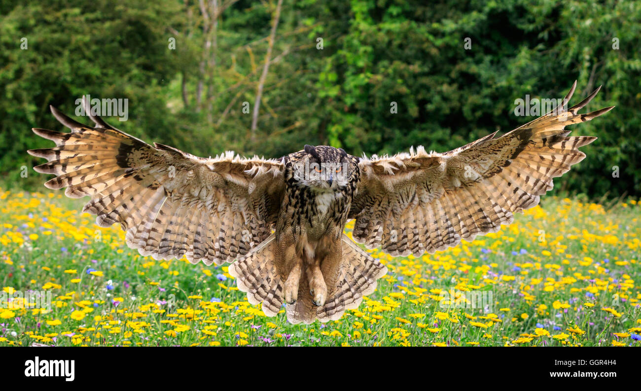 Uhu Im Flug