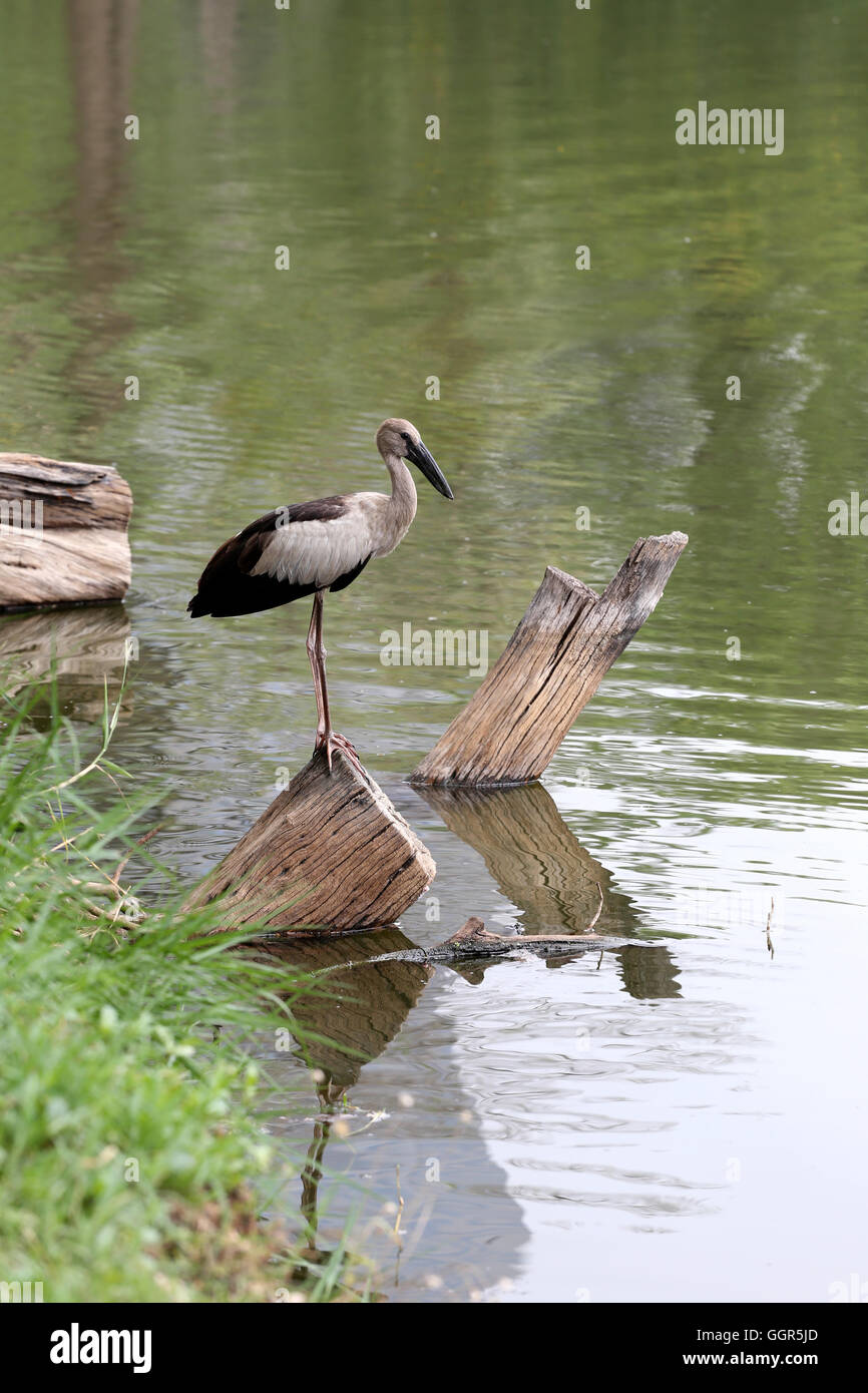 Reiher oder Pelikane stehend auf Holz von öffentlichen Park und die Lebensmittel suchen. Stockfoto