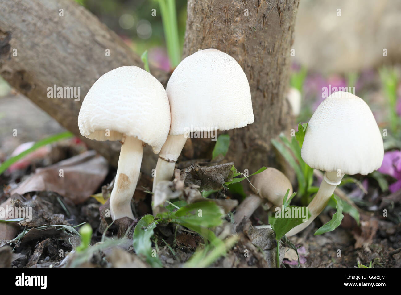 Giftige Pilze wachsen unter den Bäumen im Garten. Stockfoto