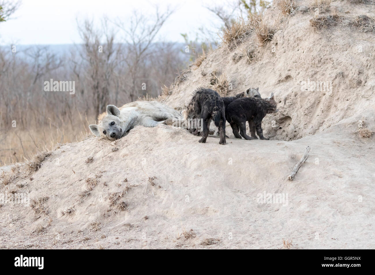 Weibliche Hyänen mit drei jungen in Höhle, Exeter Private Game Reserve, Sabi Sands, Südafrika entdeckt Stockfoto