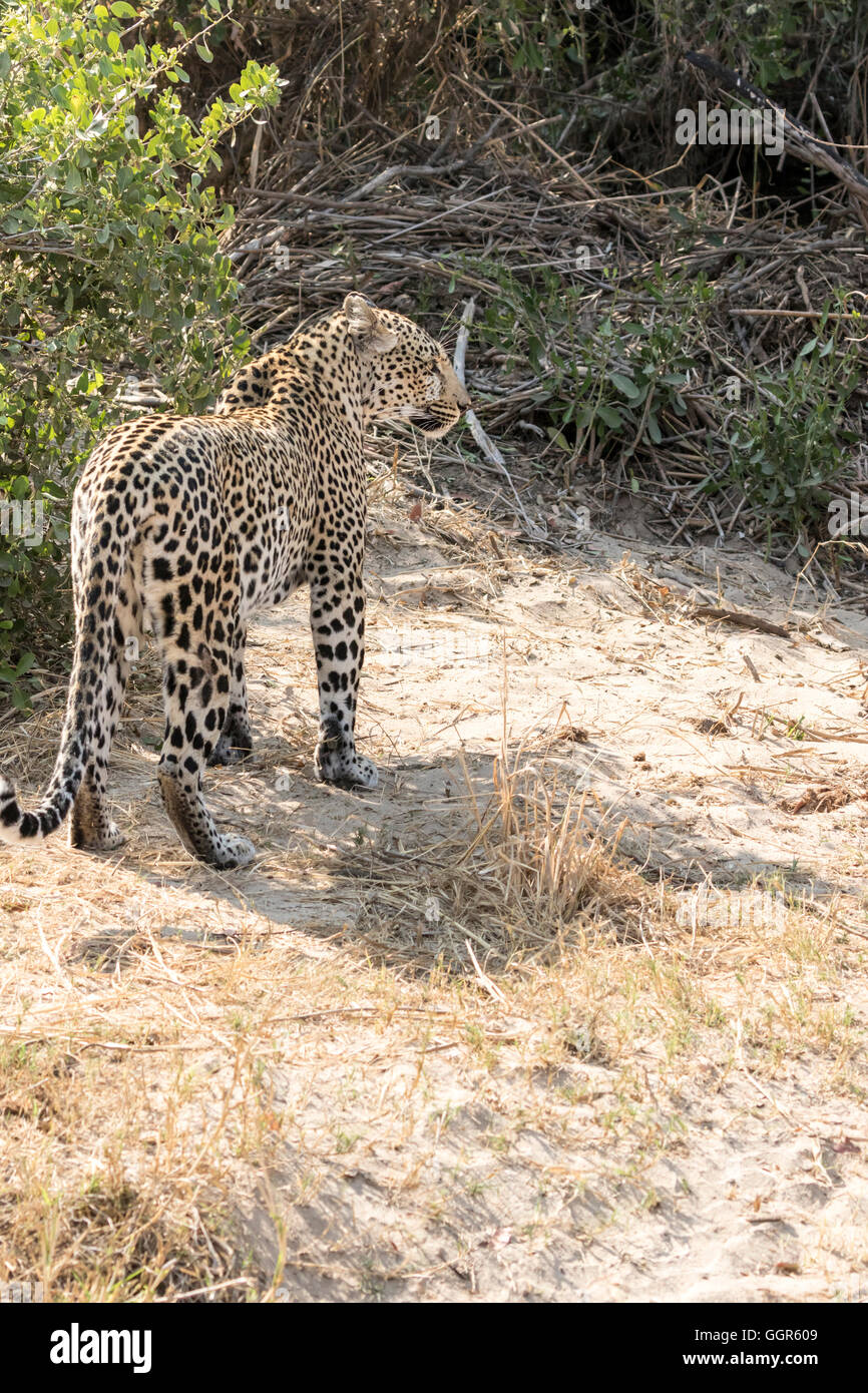 Erwachsene weibliche afrikanischen Leoparden am Ufer des Sand River, Sabi Sands, Südafrika Stockfoto