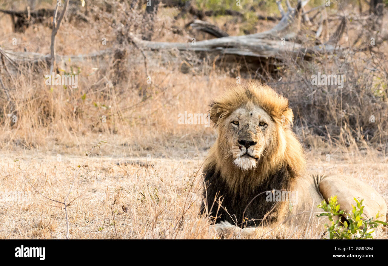 Manjingilane stolz männlicher Löwe, Exeter Private Game Reserve, Sabi Sands, Südafrika Stockfoto