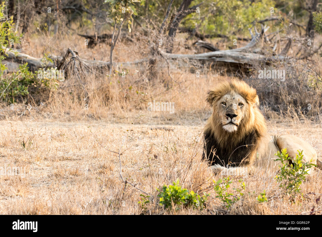 Manjingilane stolz männlicher Löwe, Exeter Private Game Reserve, Sabi Sands, Südafrika Stockfoto