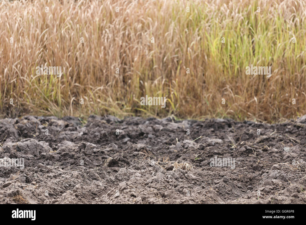 Boden von landwirtschaftlichen Flächen und Trockenrasen Hintergrund für die Gestaltung im freien Natur. Stockfoto